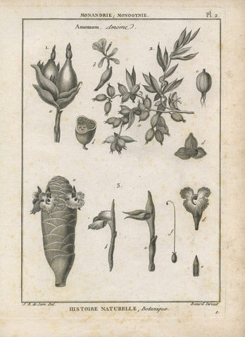 Amomum, Pl. 2 — Encyclopédie Méthodique