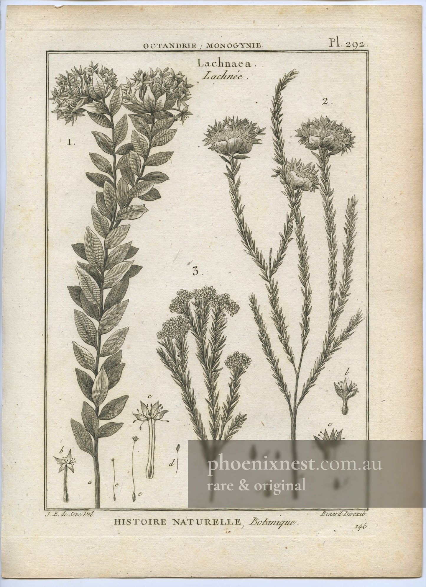 Lachnaea, Pl. 292 — Encyclopédie Méthodique