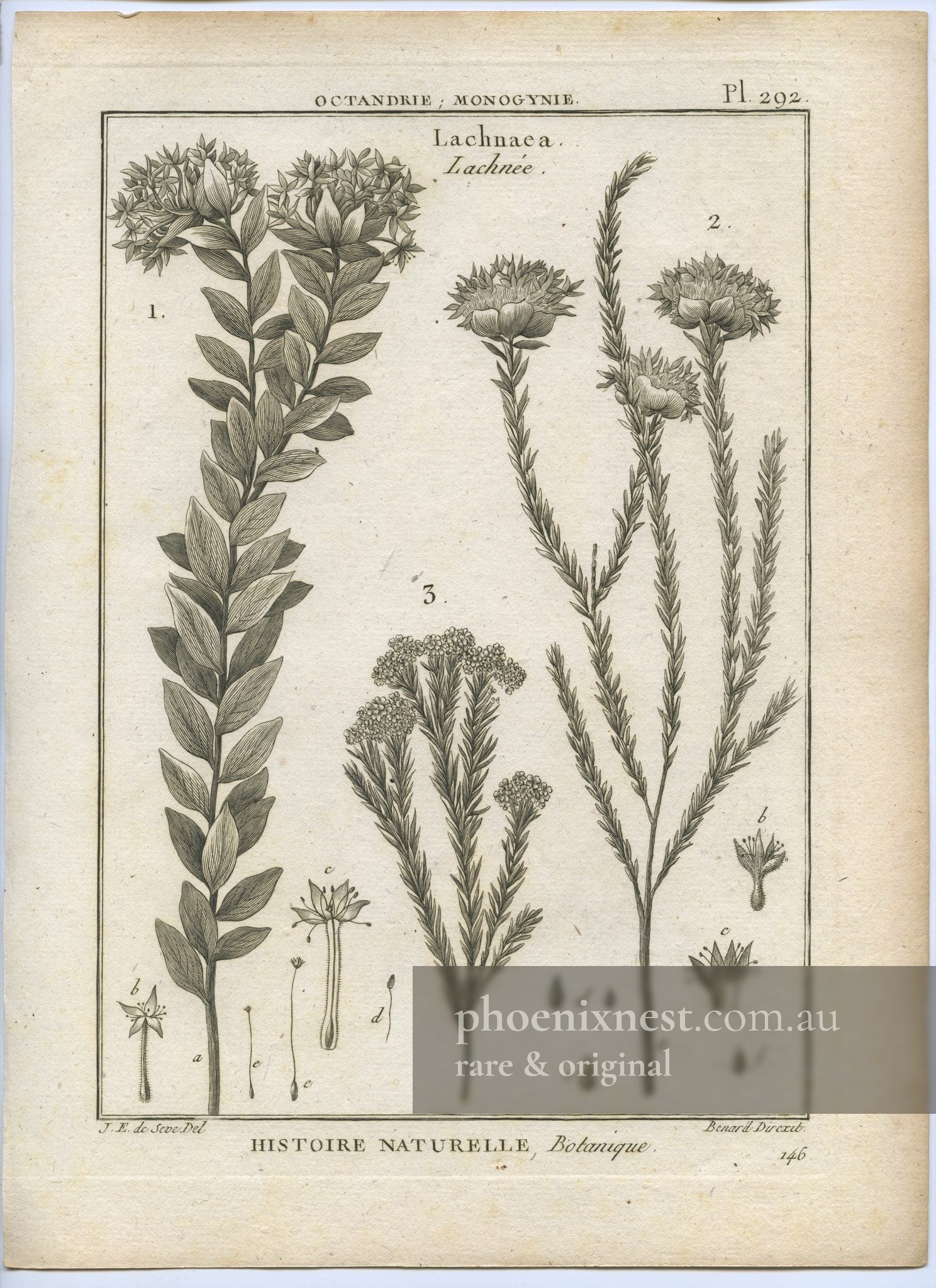 Lachnaea, Pl. 292 — Encyclopédie Méthodique