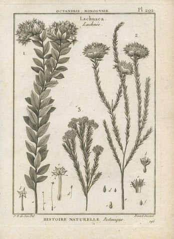Lachnaea, Pl. 292 — Encyclopédie Méthodique