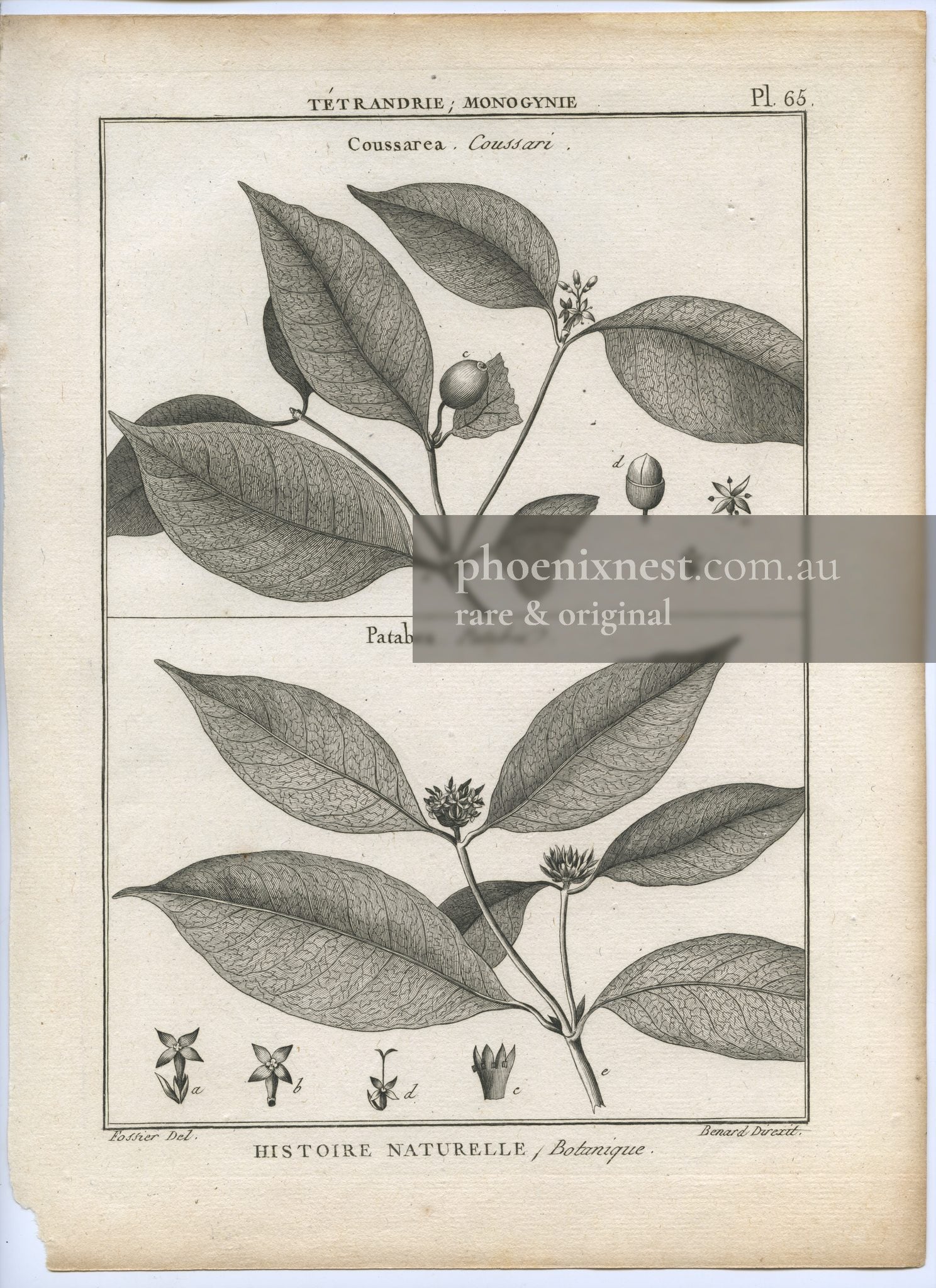 Coussarea and Patabea, Pl. 65 — Encyclopédie Méthodique