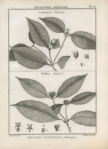 Coussarea and Patabea, Pl. 65 — Encyclopédie Méthodique
