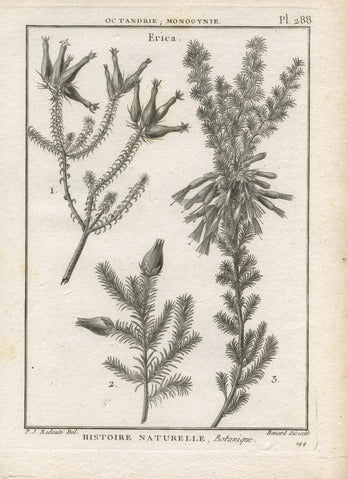 Erica, Pl. 288 — Encyclopédie Méthodique