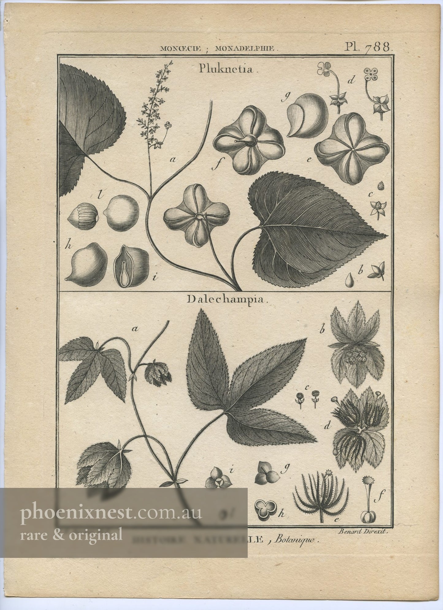 Pluknetia and Dalechampia, Pl. 788 — Encyclopédie Méthodique