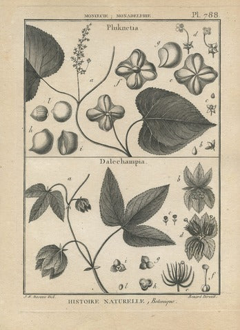 Pluknetia and Dalechampia, Pl. 788 — Encyclopédie Méthodique