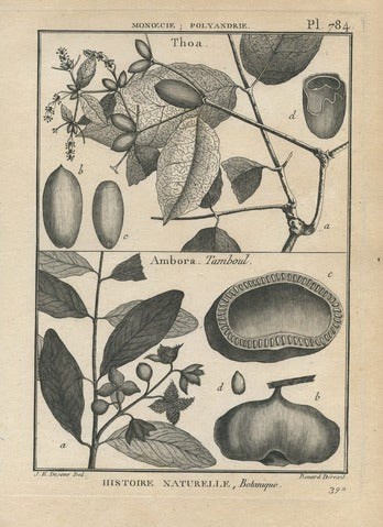 Thoa and Ambora, Pl. 784 — Encyclopédie Méthodique