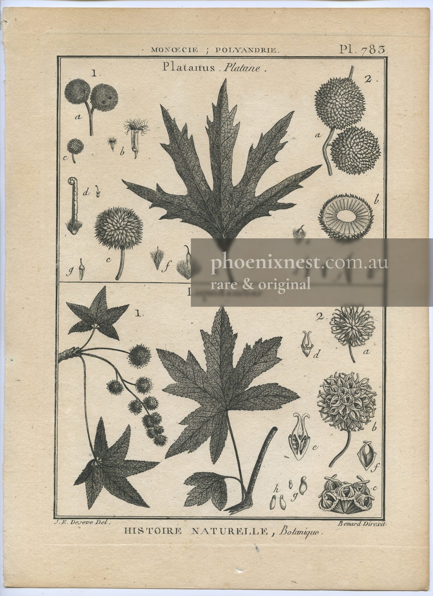 Platanus and Liquidambar, Pl. 783 — Encyclopédie Méthodique