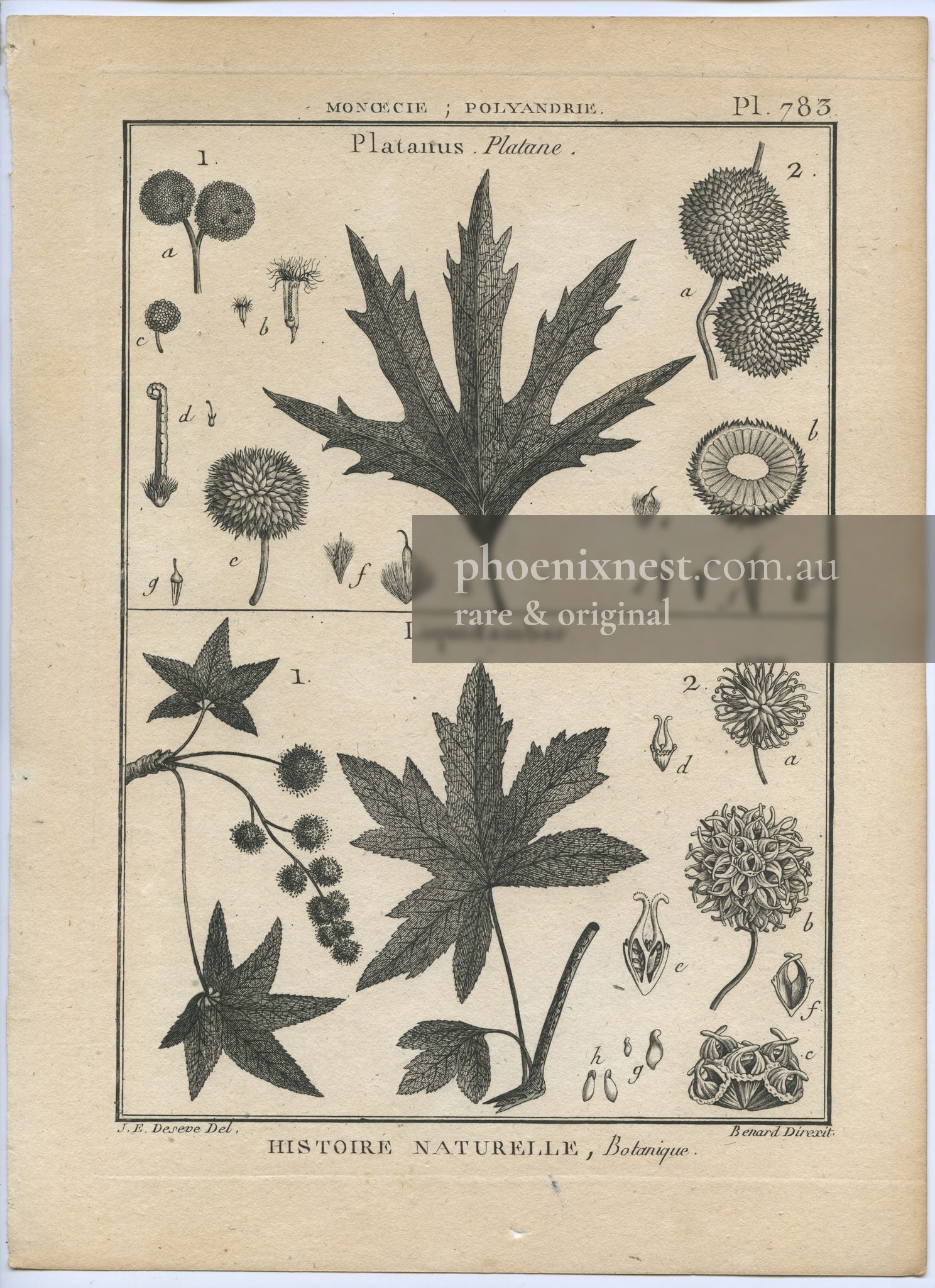 Platanus and Liquidambar, Pl. 783 — Encyclopédie Méthodique