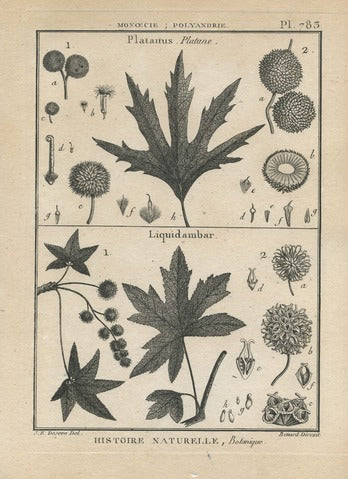 Platanus and Liquidambar, Pl. 783 — Encyclopédie Méthodique