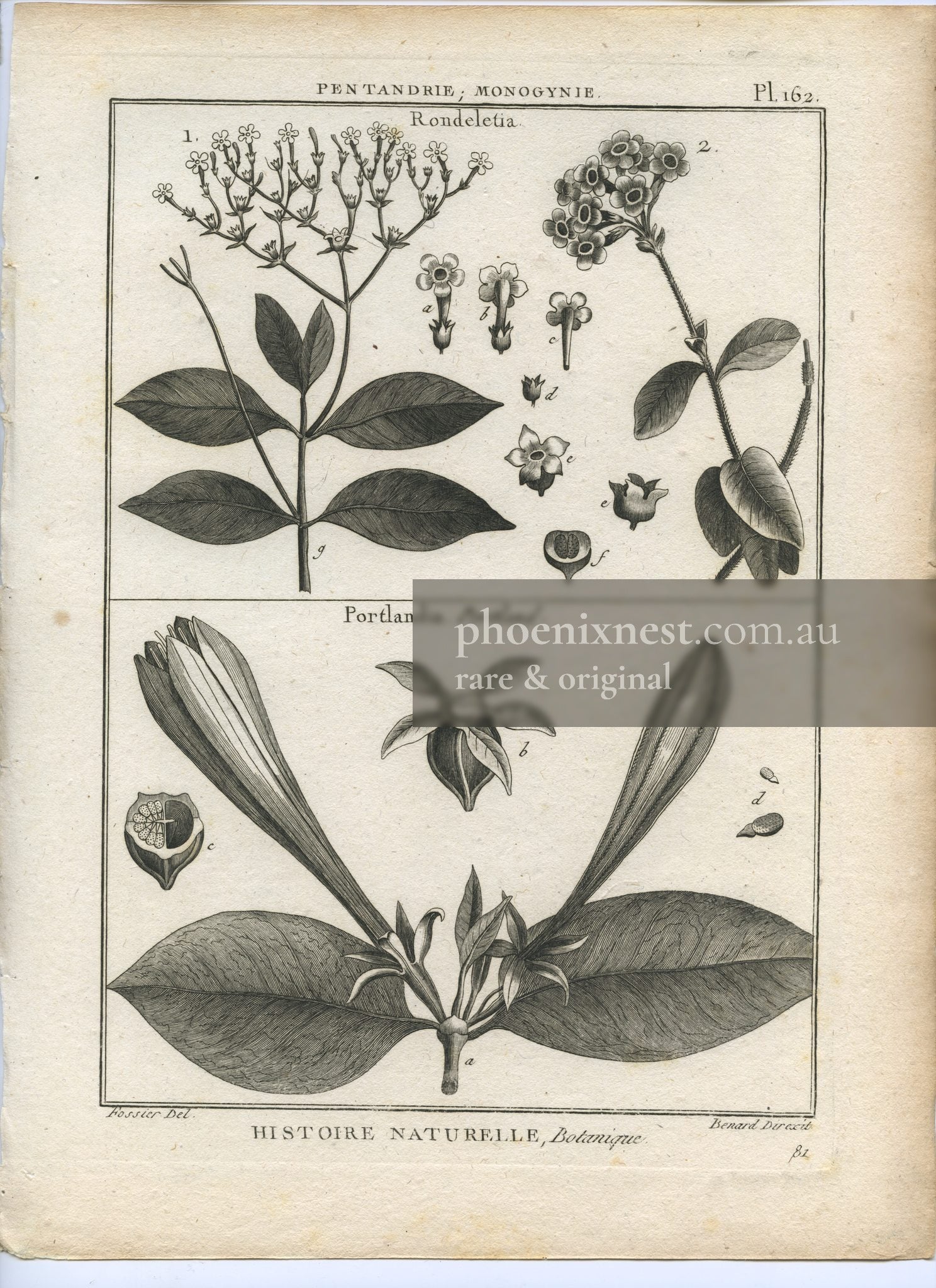 Rondeletia and Portlandia, Pl. 162 — Encyclopédie Méthodique