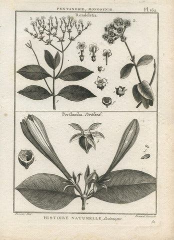 Rondeletia and Portlandia, Pl. 162 — Encyclopédie Méthodique