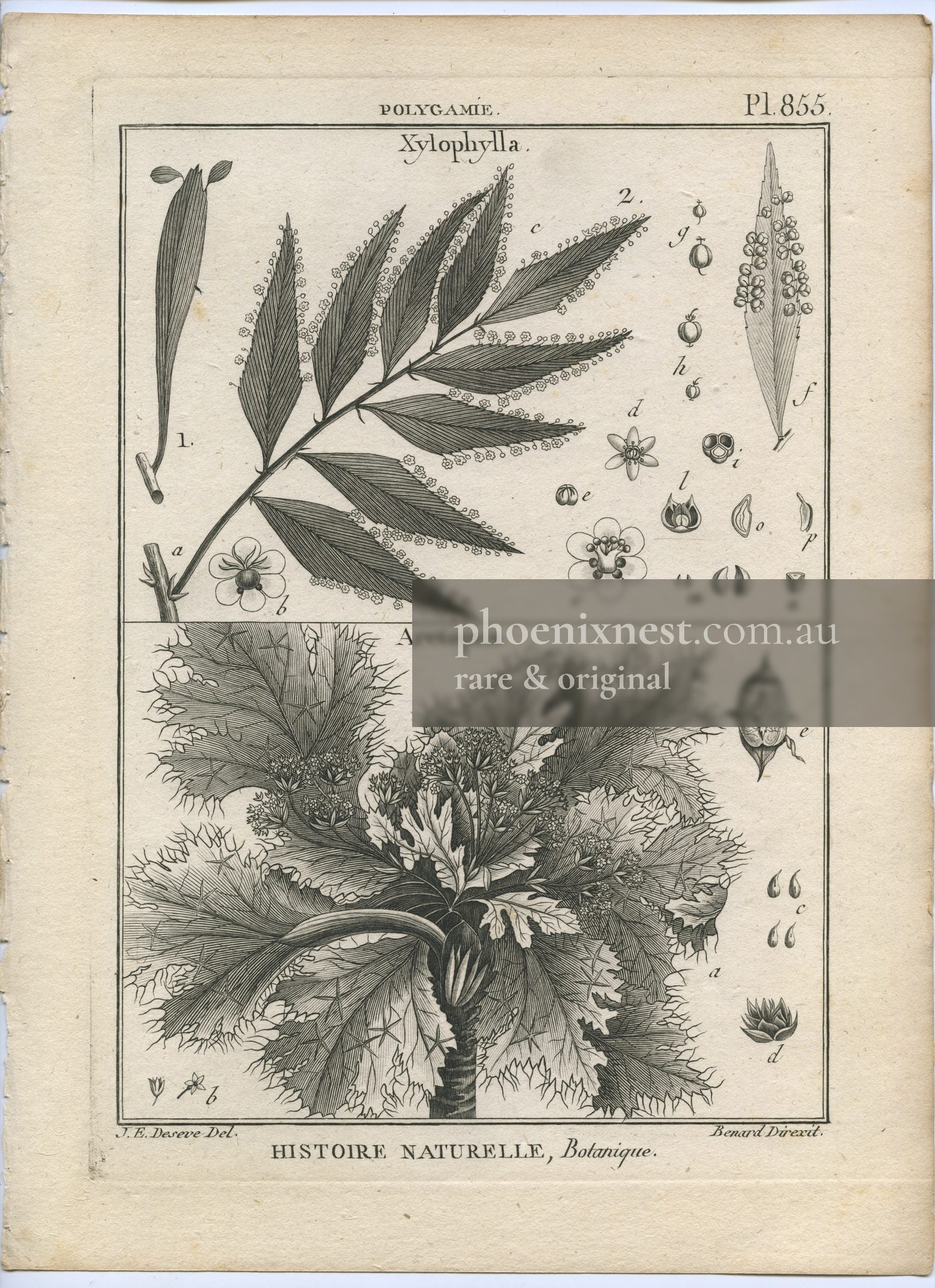 Xylophylla and Arctopus, Pl. 855 — Encyclopédie Méthodique