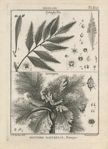 Xylophylla and Arctopus, Pl. 855 — Encyclopédie Méthodique