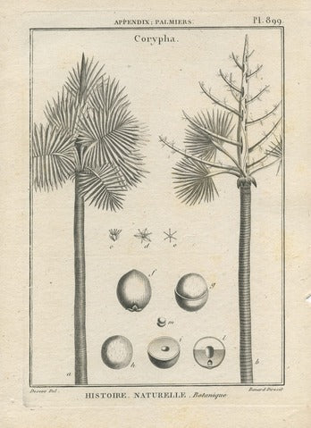 Corypha, Pl. 899 — Encyclopédie Méthodique