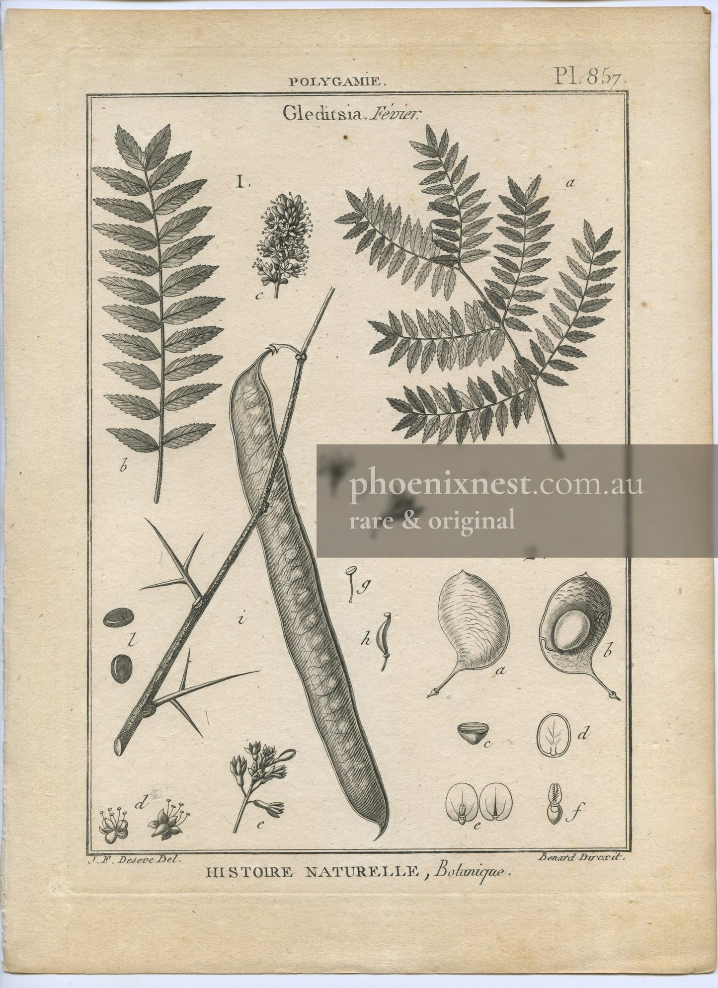 Gleditsia, Pl. 857 — Encyclopédie Méthodique