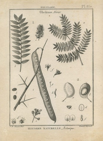 Gleditsia, Pl. 857 — Encyclopédie Méthodique