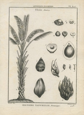 Elaeis and Avoira, Pl. 896 — Encyclopédie Méthodique