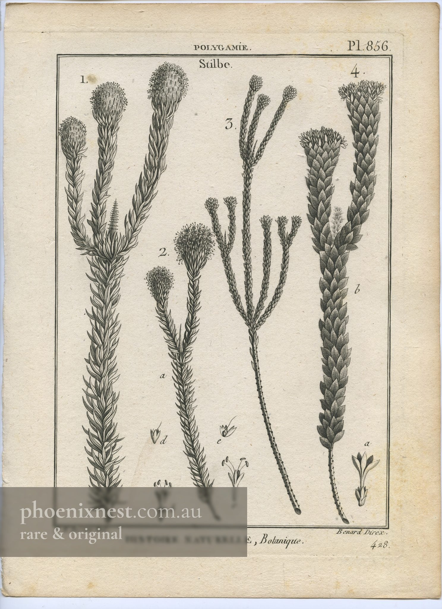 Stilbe, Pl. 856 — Encyclopédie Méthodique