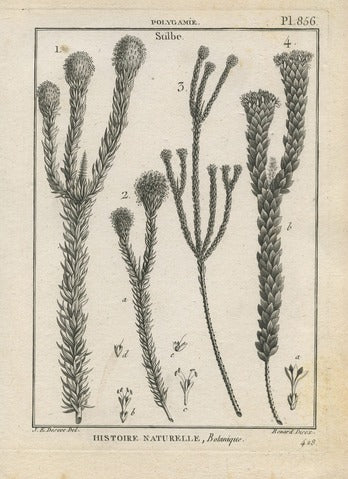 Stilbe, Pl. 856 — Encyclopédie Méthodique
