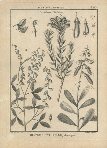 Crotalaria, Pl. 617 — Encyclopédie Méthodique