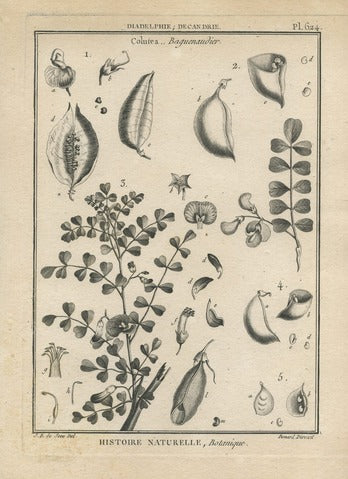 Colutea, Pl. 624 — Encyclopédie Méthodique