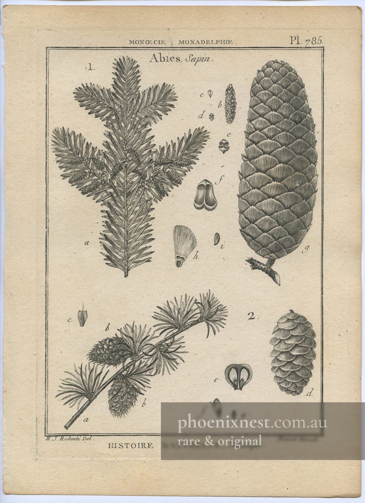Abies, Pl. 785 — Encyclopédie Méthodique