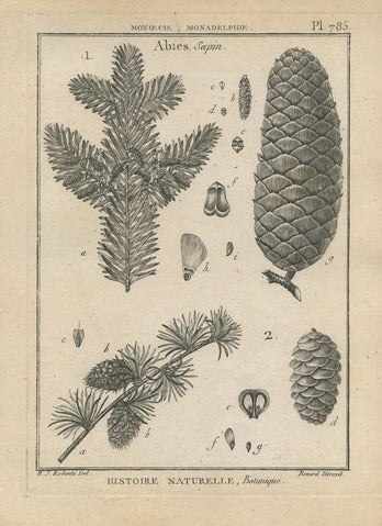 Abies, Pl. 785 — Encyclopédie Méthodique