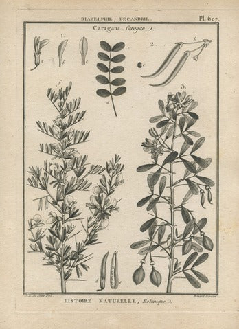 Caragana, Pl. 607 — Encyclopédie Méthodique
