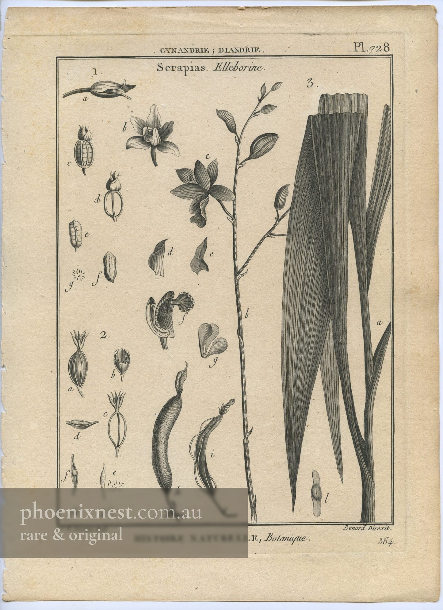Serapias and Elleborine, Pl. 728 — Encyclopédie Méthodique