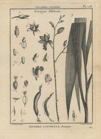Serapias and Elleborine, Pl. 728 — Encyclopédie Méthodique