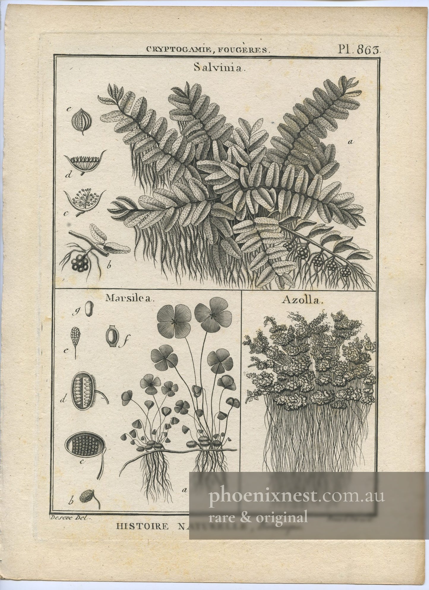 Salvinia, Marsilea and Azolla, Pl. 863 — Encyclopédie Méthodique