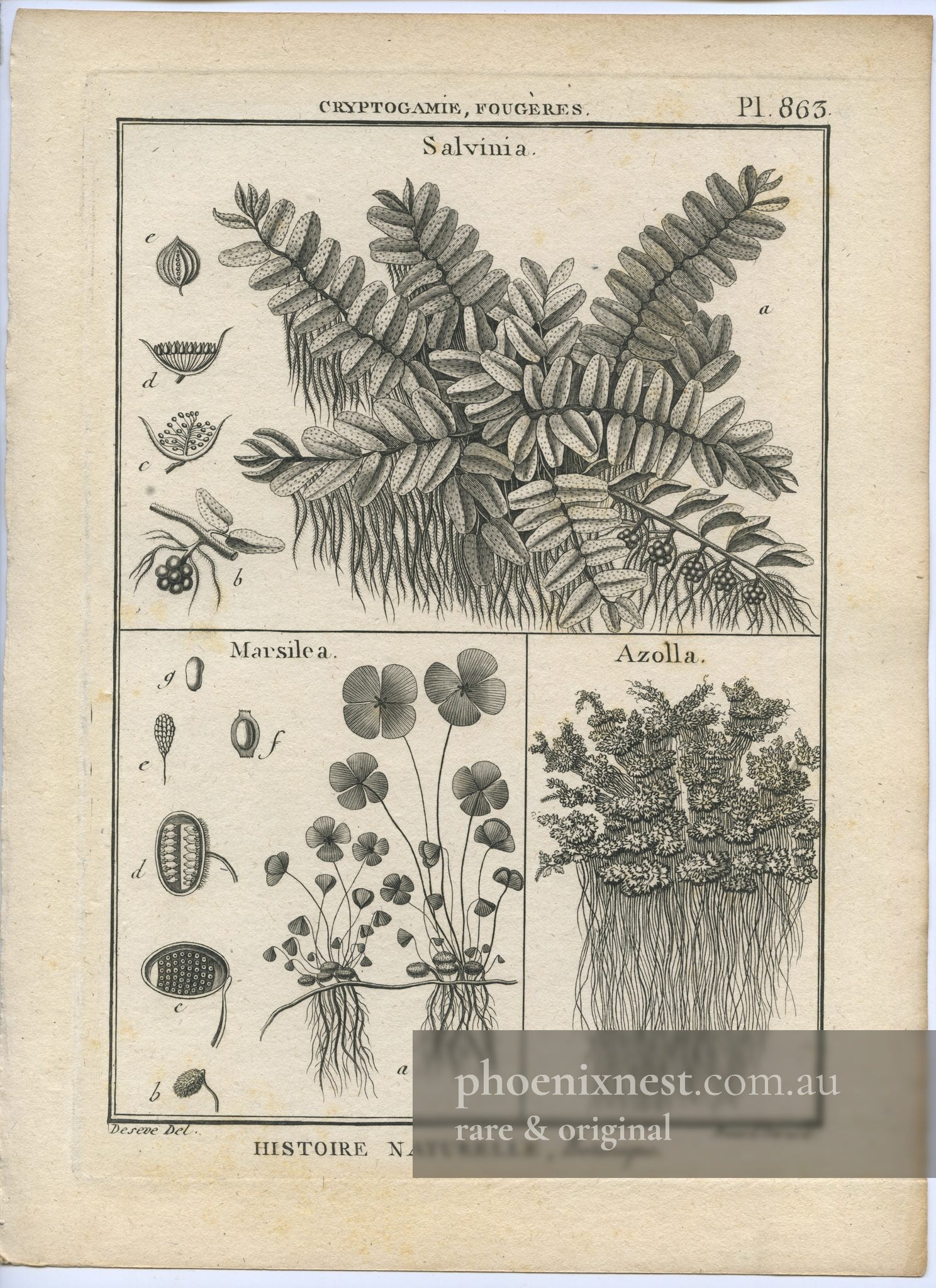 Salvinia, Marsilea and Azolla, Pl. 863 — Encyclopédie Méthodique
