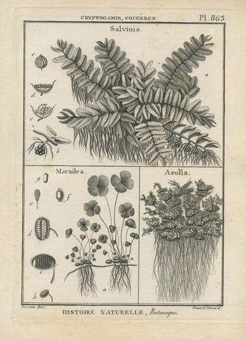 Salvinia, Marsilea and Azolla, Pl. 863 — Encyclopédie Méthodique