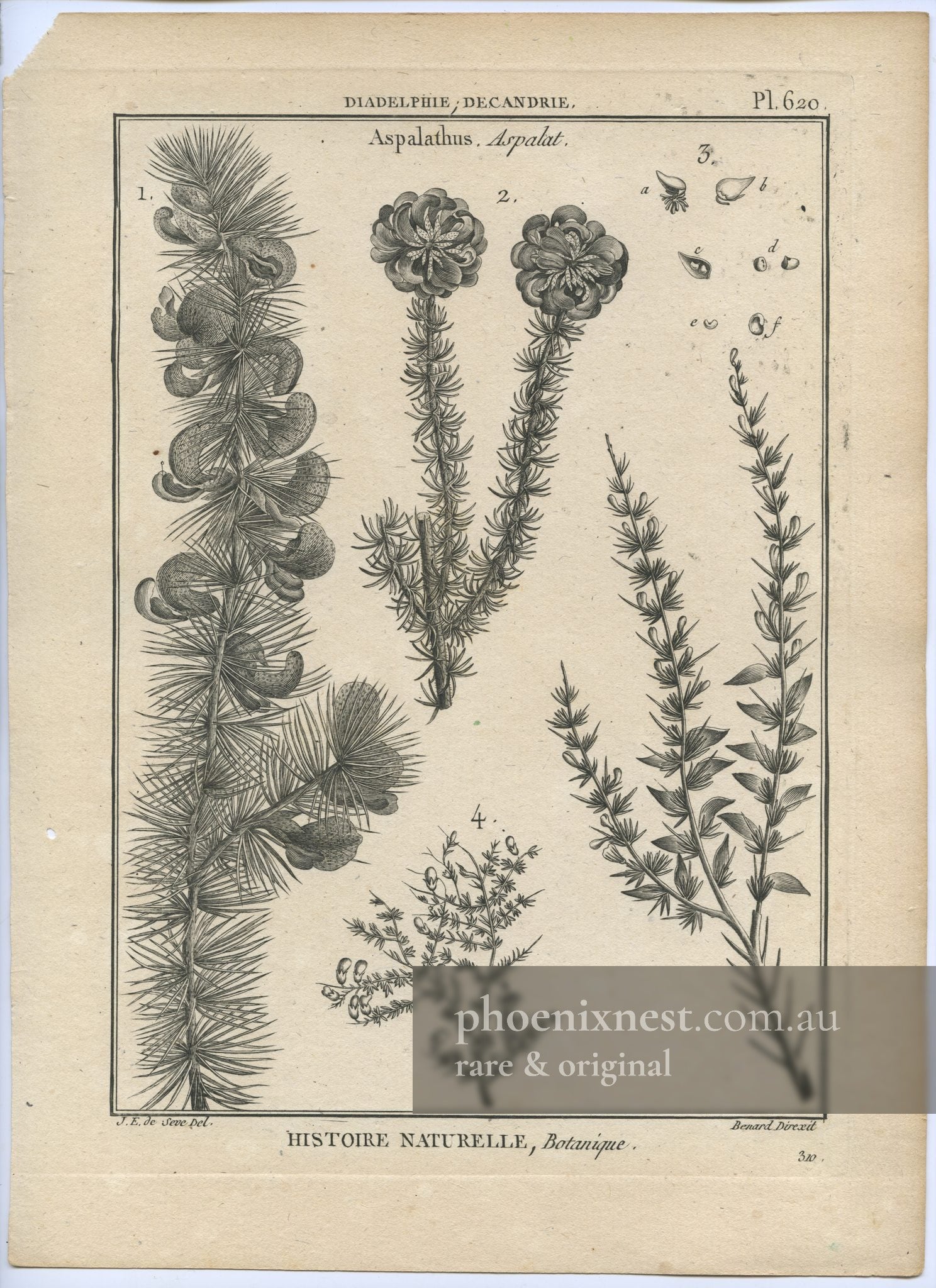 Aspalathus, Pl. 620 — Encyclopédie Méthodique