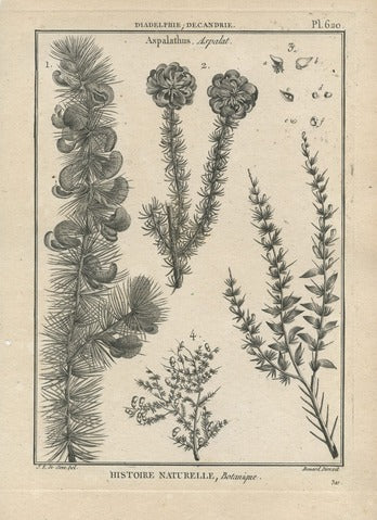 Aspalathus, Pl. 620 — Encyclopédie Méthodique