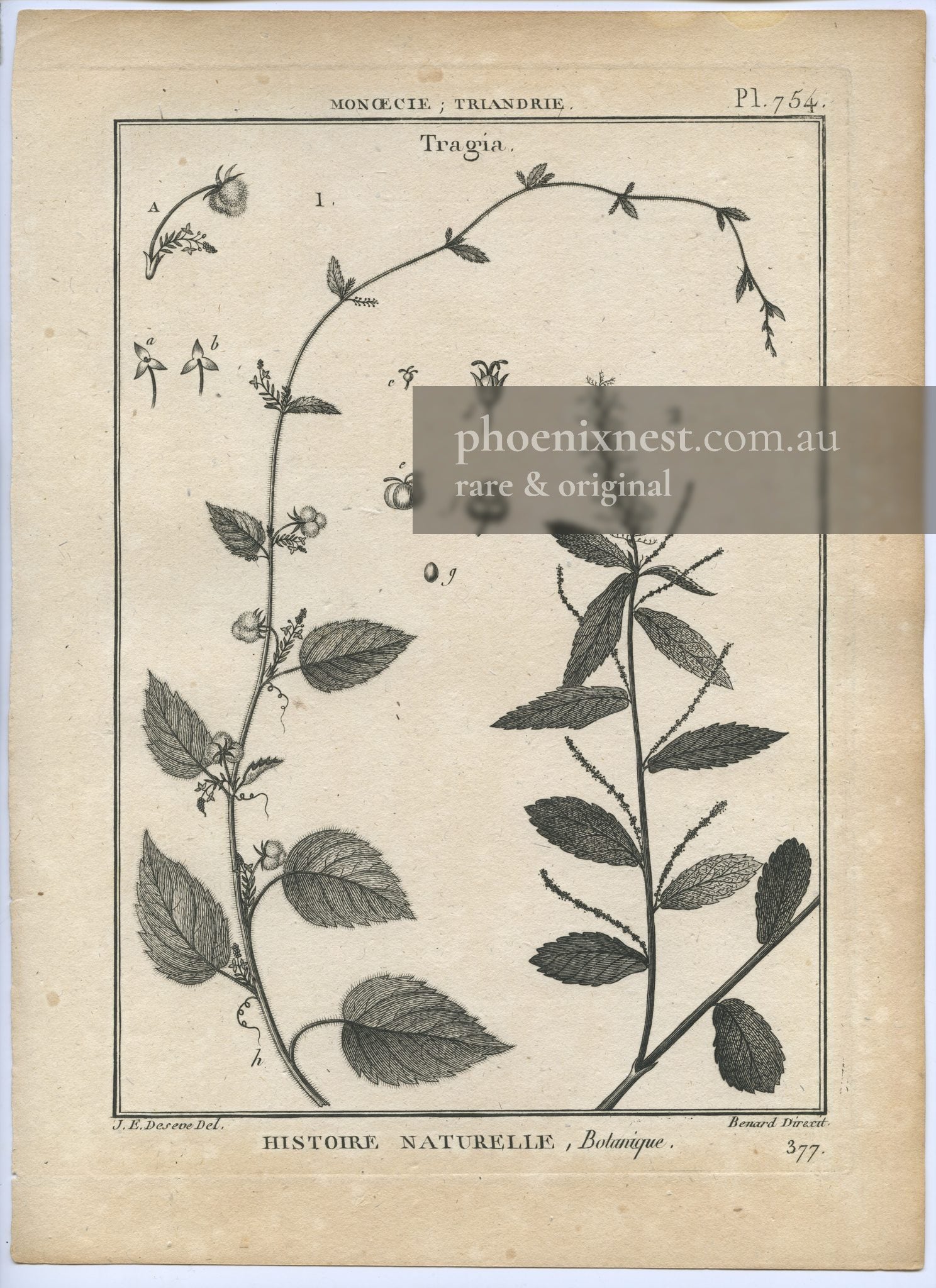 Tragia, Pl. 754 — Encyclopédie Méthodique