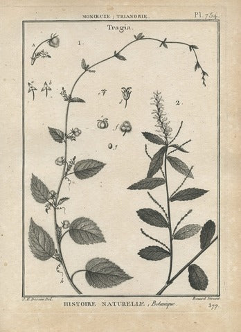 Tragia, Pl. 754 — Encyclopédie Méthodique