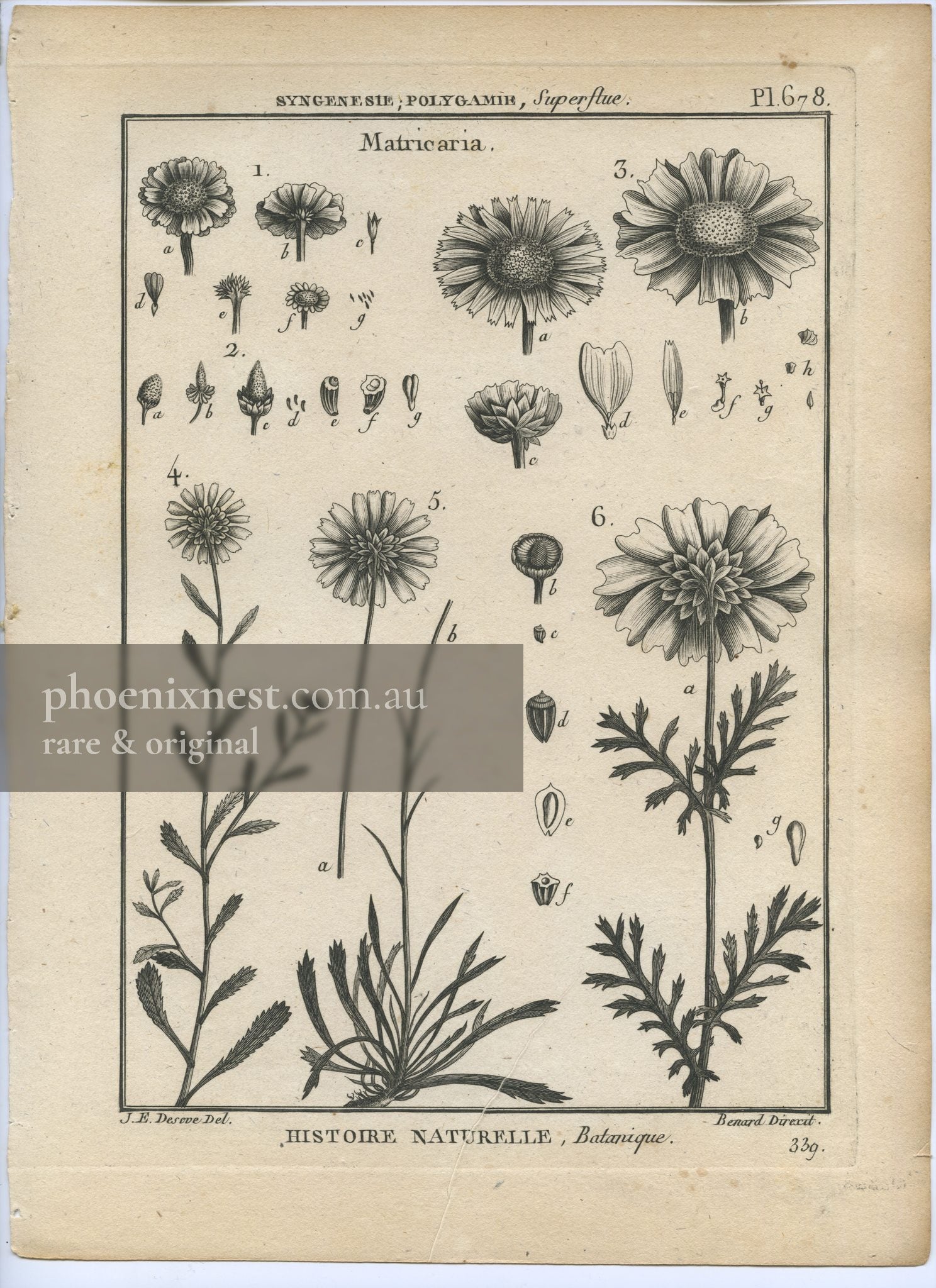 Matricaria, Pl. 678 — Encyclopédie Méthodique