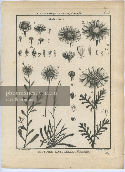Matricaria, Pl. 678 — Encyclopédie Méthodique