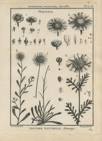 Matricaria, Pl. 678 — Encyclopédie Méthodique
