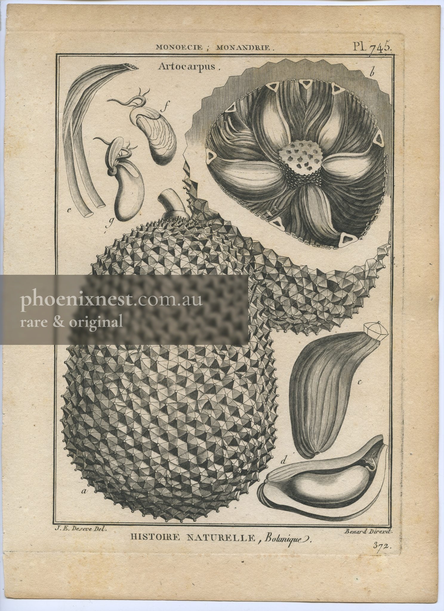 Artocarpus, Pl. 745 — Encyclopédie Méthodique