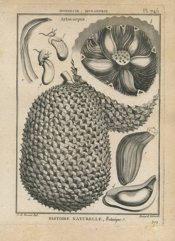 Artocarpus, Pl. 745 — Encyclopédie Méthodique