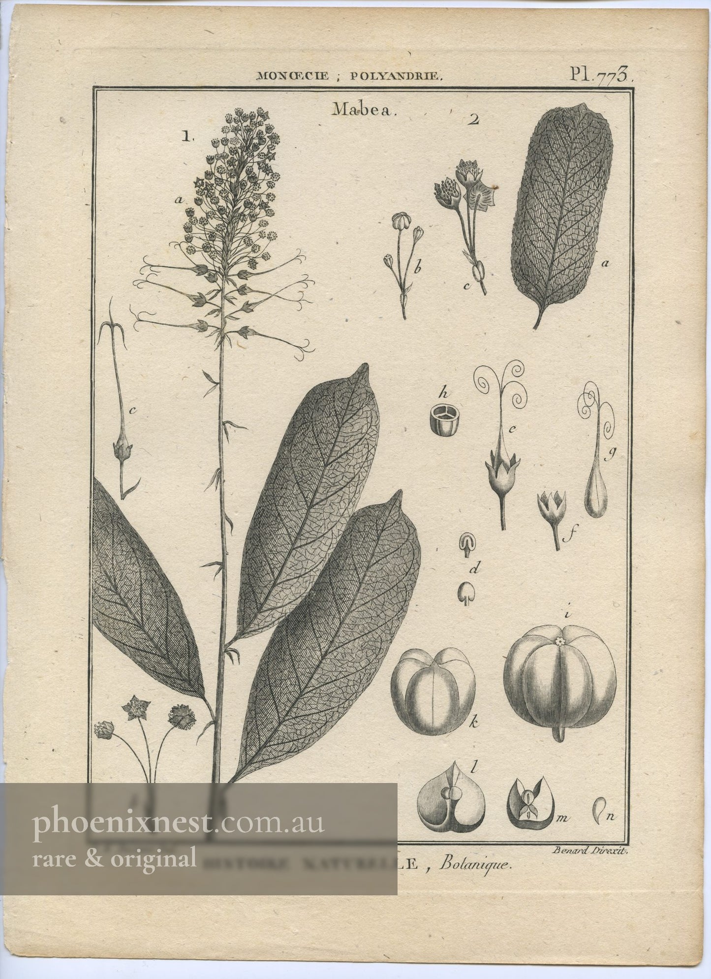 Mabea, Pl. 773 — Encyclopédie Méthodique