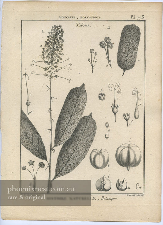 Mabea, Pl. 773 — Encyclopédie Méthodique