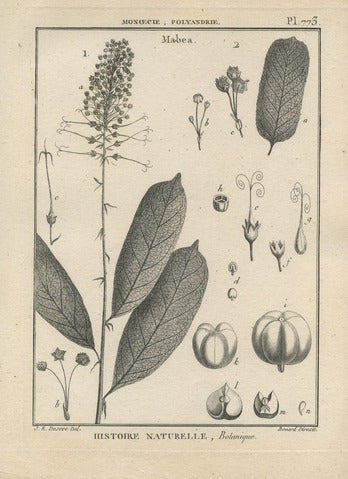 Mabea, Pl. 773 — Encyclopédie Méthodique