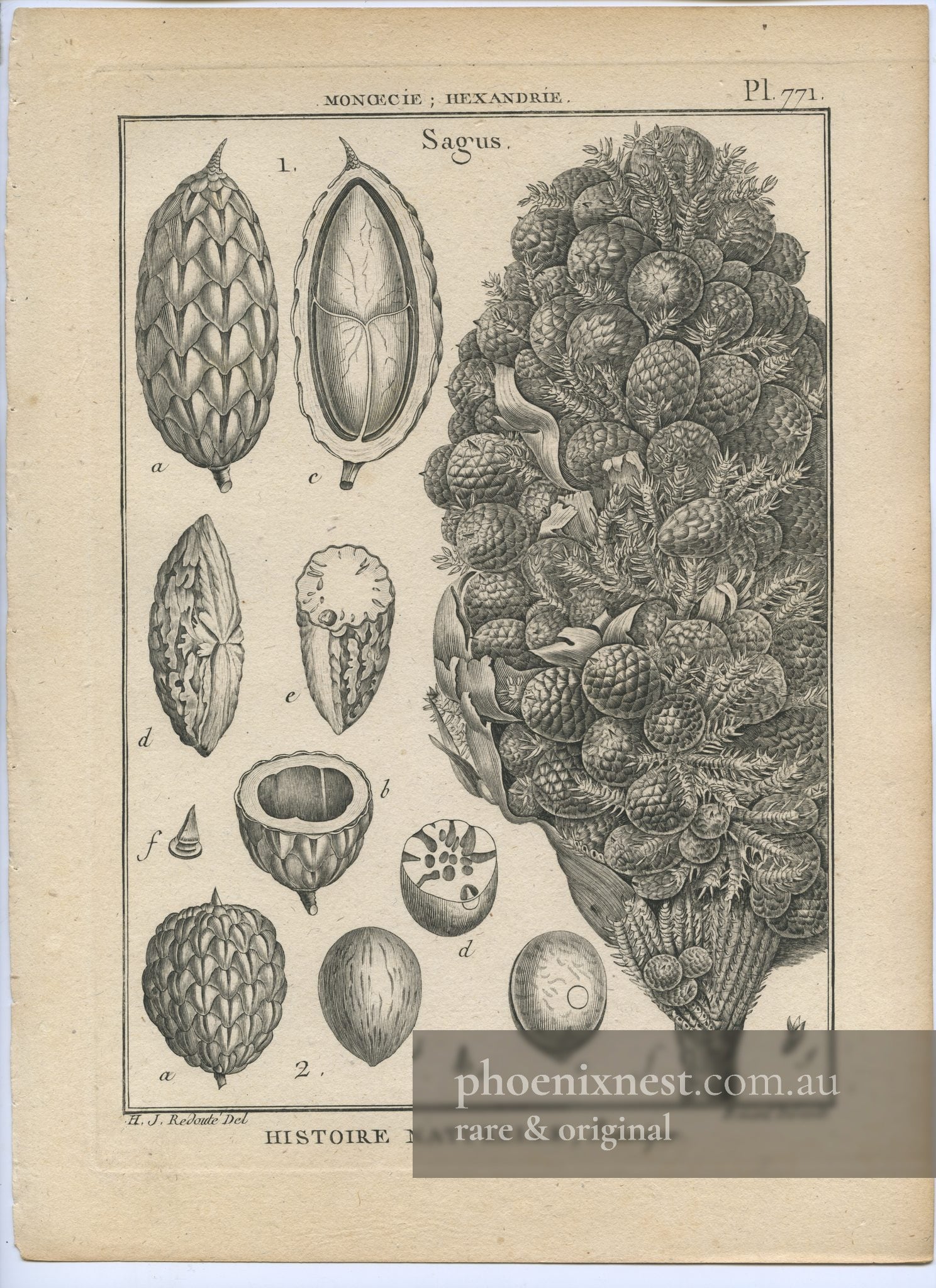 Sagus, Pl. 771 — Encyclopédie Méthodique