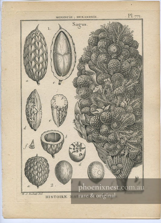 Sagus, Pl. 771 — Encyclopédie Méthodique