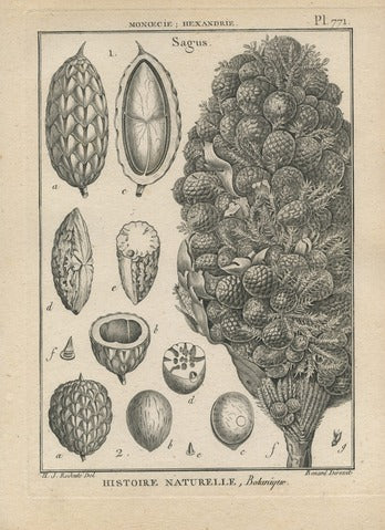 Sagus, Pl. 771 — Encyclopédie Méthodique