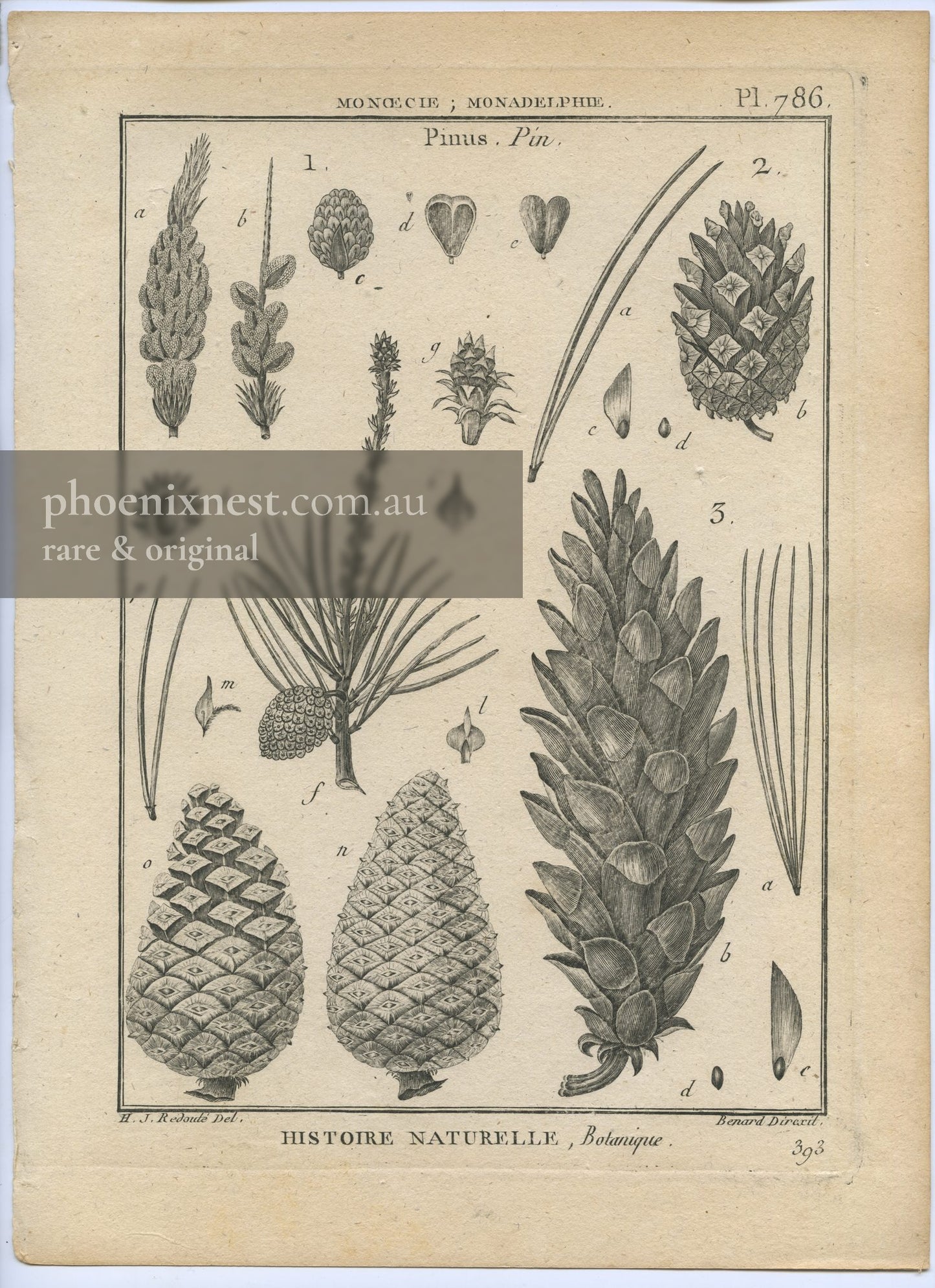 Pinus, Pl. 786 — Encyclopédie Méthodique