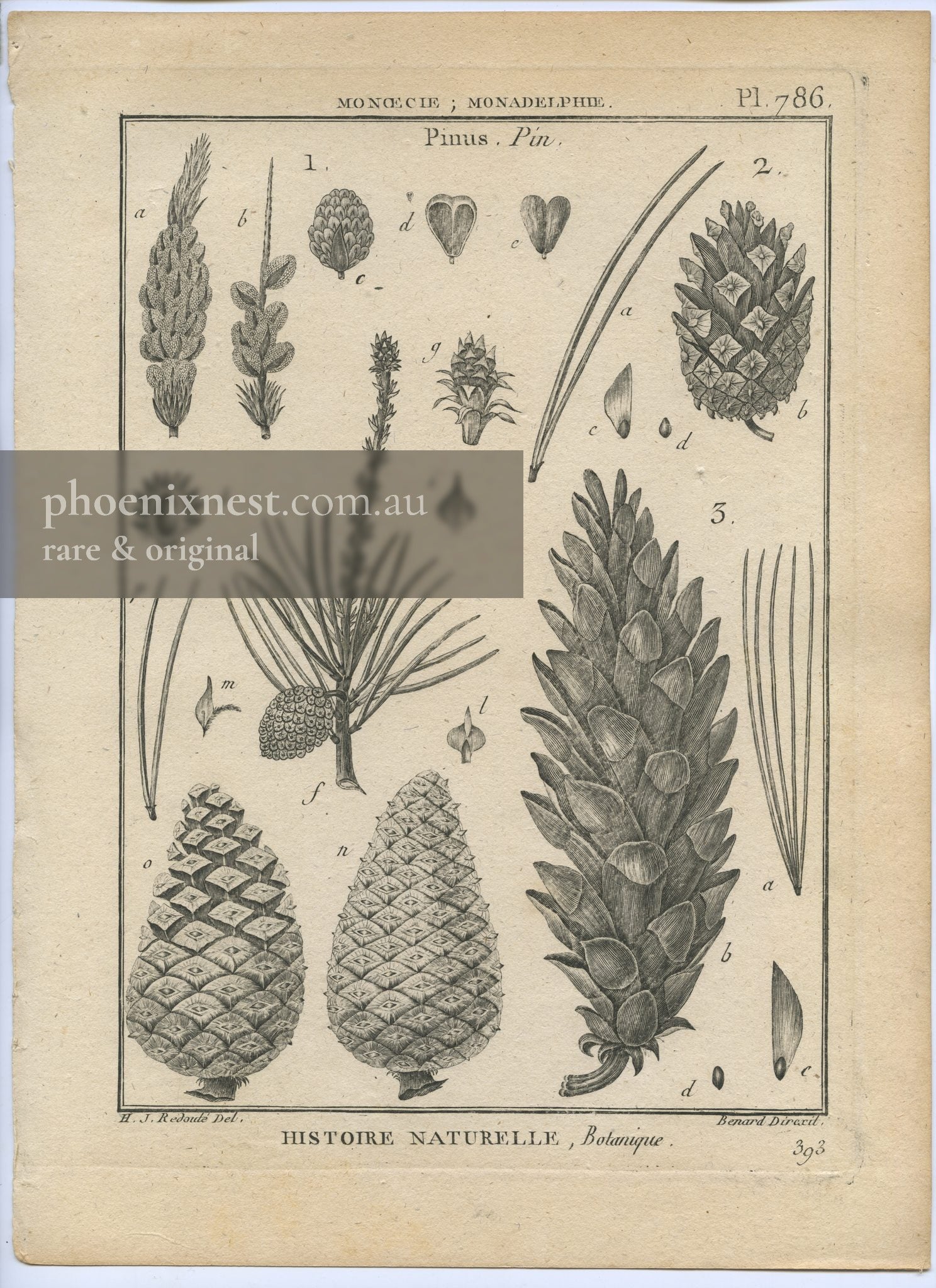 Pinus, Pl. 786 — Encyclopédie Méthodique